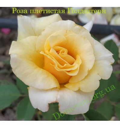 Роза Голдштерн (Goldstern) плетистая