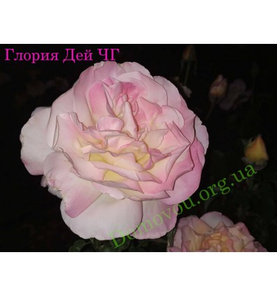 Роза Глория Дей (Gloria Dei) чайно-гибридная