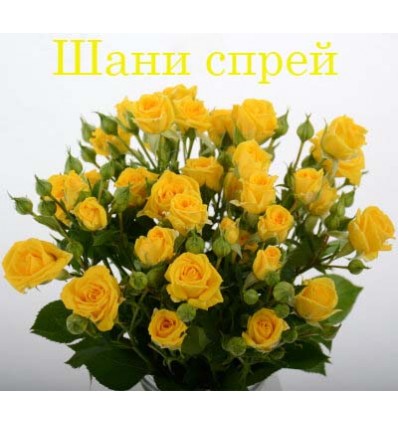 Роза Шани (Shani) спрей
