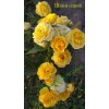 Роза Шани (Shani) спрей