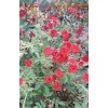 Роза Ред Каскад (Red Cascade) почвопокровная