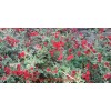 Роза Ред Каскад (Red Cascade) почвопокровная