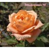 Роза Эльдорадо (Eldorado) чайно-гибридная