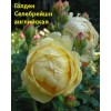 Роза Голден Селебрейшн (Golden Celebration) английская