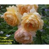 Роза Голден Селебрейшн (Golden Celebration) английская
