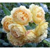 Роза Голден Селебрейшн (Golden Celebration) английская