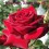 Роза Конрад Хенкель (Konrad Henkel) чайно-гибридная