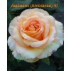 Роза Амбианс (Ambiance) чайно-гибридная