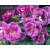 Рапсоди ин Блю (Rhapsody in Blue) роза шраб