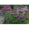Рапсоди ин Блю (Rhapsody in Blue) роза шраб