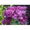 Рапсоди ин Блю (Rhapsody in Blue) роза шраб