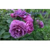 Роза Минерва (Minerva) флорибунда