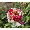 Ваниль Фрайз (Vanille Fraise) роза клаймбер плетистая