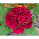 Троянда Барон Жиро де Лен (Baron Girod de l’Ain) паркова