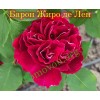 Троянда Барон Жиро де Лен (Baron Girod de l’Ain) паркова